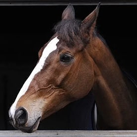 KAUTO’S STARS